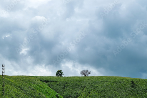 the mountains that full of corn field