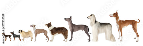 Photography Group of various size dogs over white