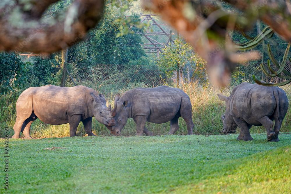Obraz premium Rhino in Ziwa Park