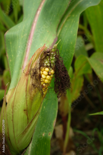 A corn in field before harvest.