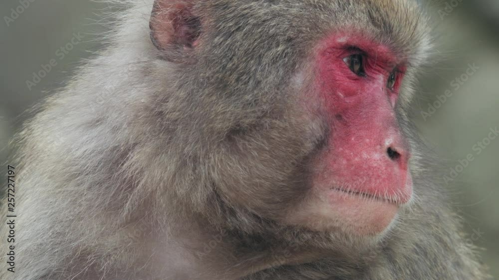 Close up expression on Japanese macaques monkey face panning down to reveal feeding of two infant monkeys on her chest. Close up expression on Japanese macaques monkey face panning down to reveal feeding of two infant monkeys on her chest.