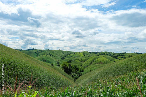 the mountains that full of corn field