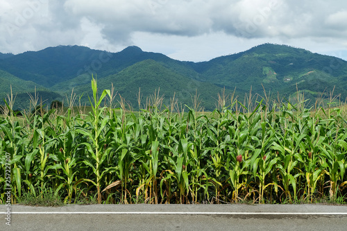 the mountains that full of corn field
