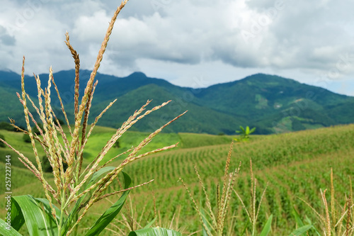 the mountains that full of corn field
