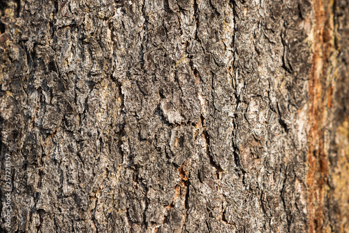 The surface of the tree trunk. Textured bark with large grooves.