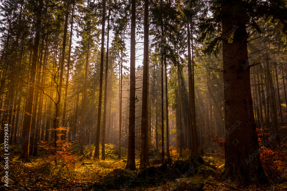 Fototapeta premium Wald im Harz