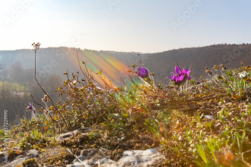 Elfen-Krokus (Crocus tommasinianus) photo