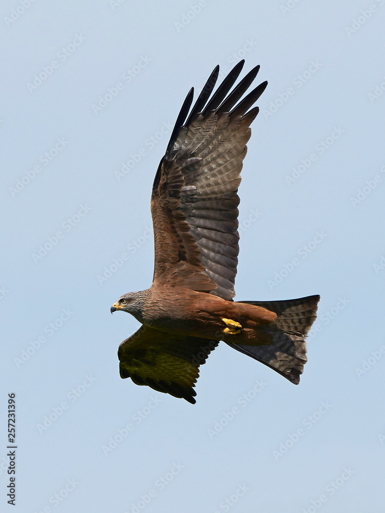 Obraz premium Black kite (Milvus migrans)