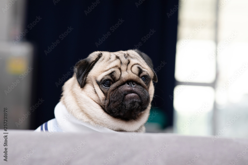 cute dog pug breed have a question and making funny face feeling so happiness and fun,Selective focus cute dog pug breed have a question and making funny face feeling so happiness and fun,Selective focus