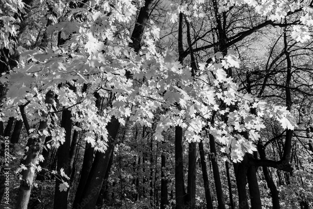 Black and white photo of trees in the park