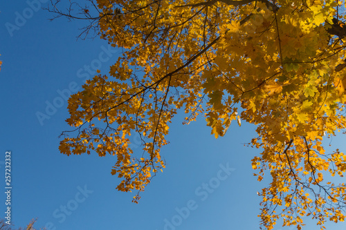Yellow maple leaves against the light in the park
