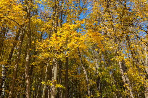 Bright photo of yellow trees in the park