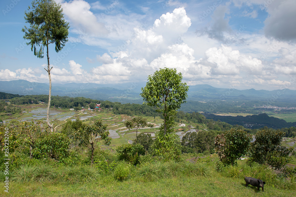 Fototapeta premium Green and brown rice terrace fields in Tana Toraja, South Sulawesi, Indonesia
