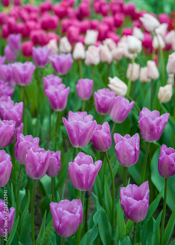 Tulpen - Liliengew  chse