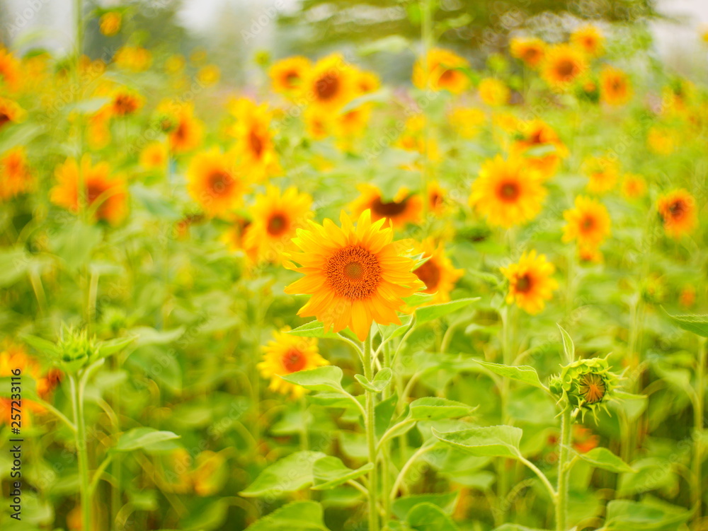 sunflower field nature background,concept summer flower sunflower field nature background,concept summer flower