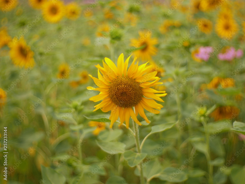 sunflower field nature background,concept summer flower