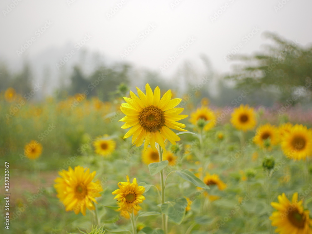 Obraz premium sunflower field nature background,concept summer flower