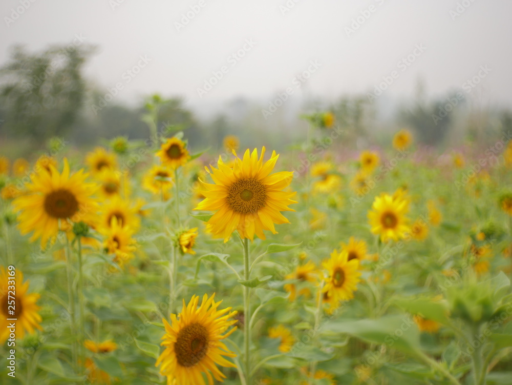 Obraz premium sunflower field nature background,concept summer flower