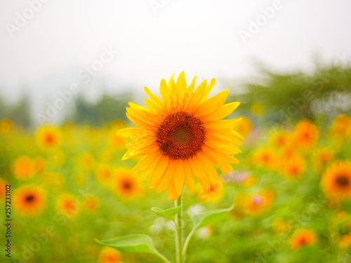 field of sunflowers and blue sky