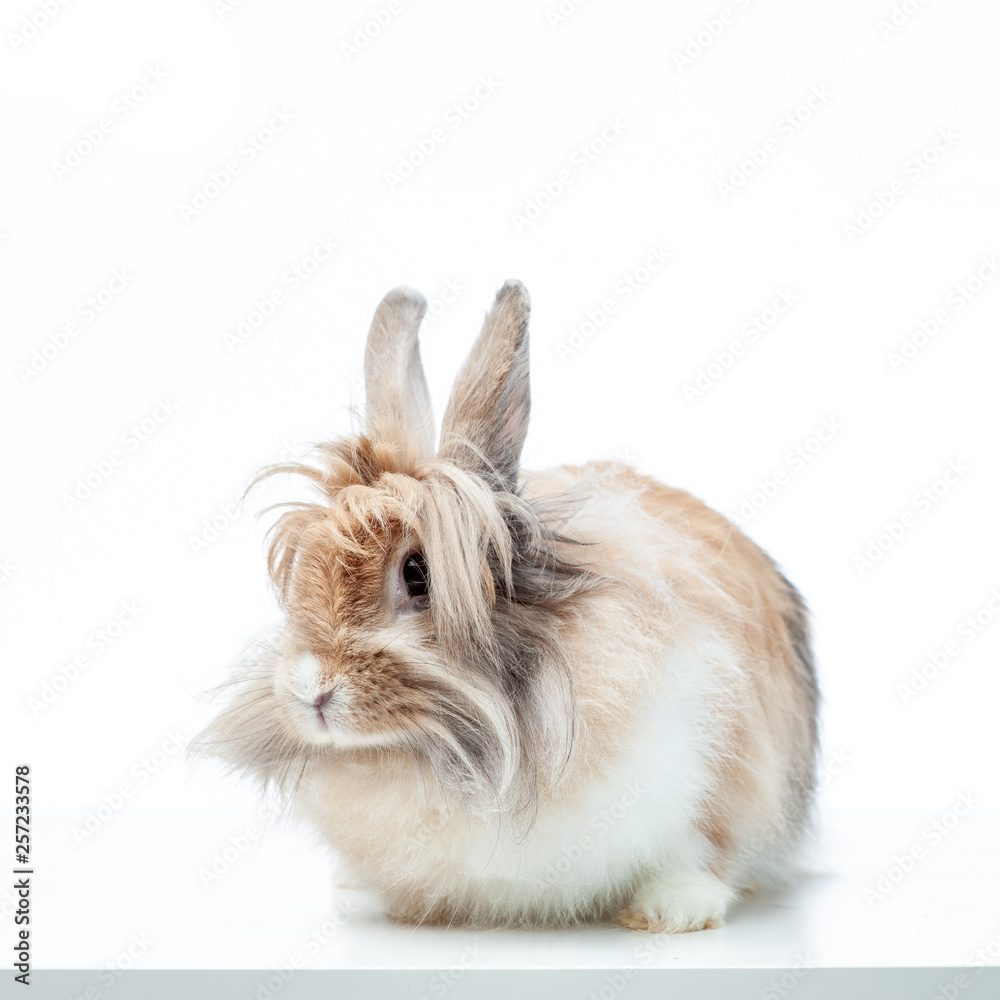 Bunny rabbit portrait Bunny rabbit portrait