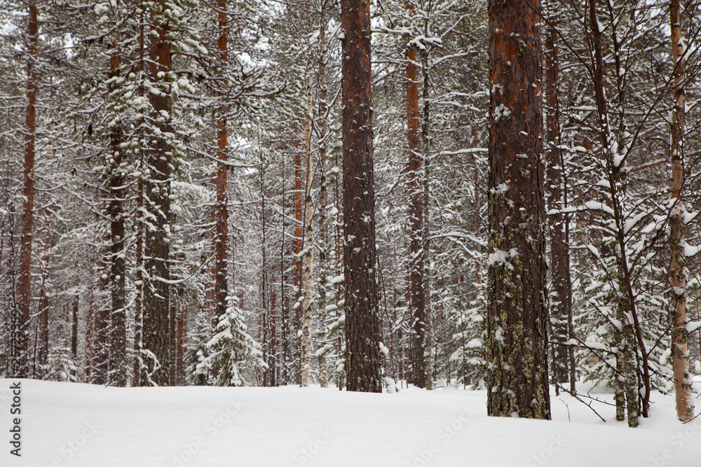 Fototapeta premium Schöne Winterstimmung