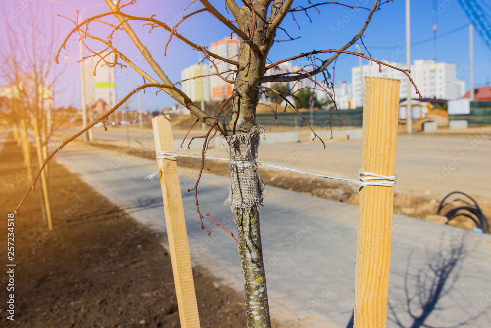 Newly planted trees at roadside, with three stakes for support