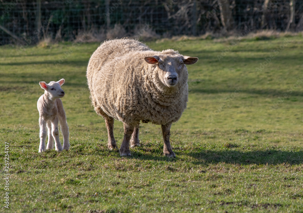Naklejka premium Sheep with lambs near Pocklington