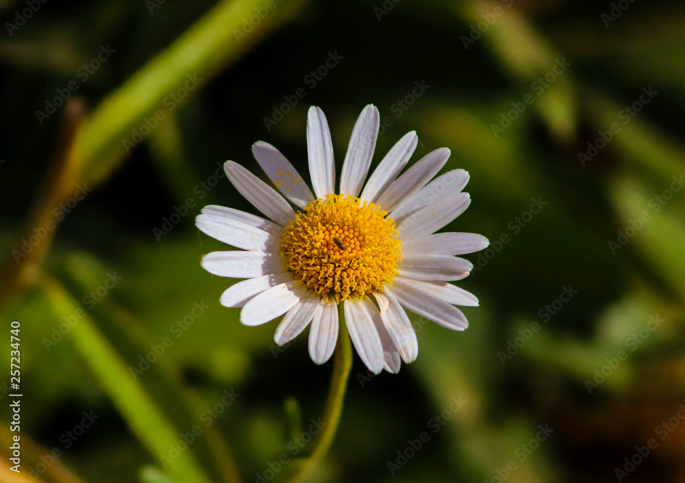 Obraz premium Bem te quer