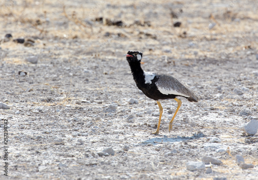 Obraz premium northern black korhaan in Namibia