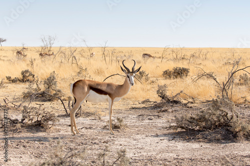 A springboks in namibian savannah