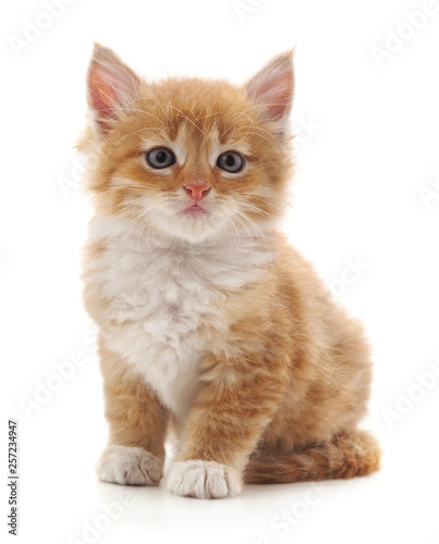 Beautiful red kitten.