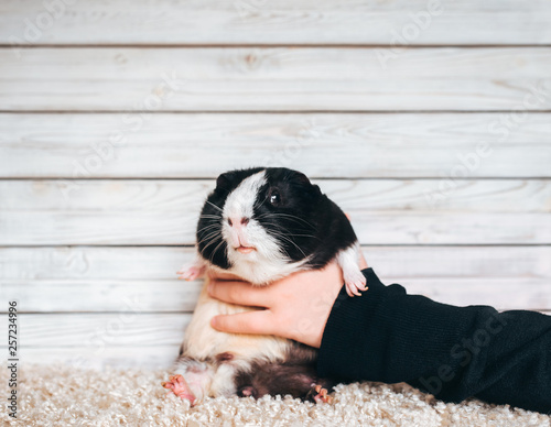 Guinea pig on display. Pet portrait on wooden background. Boss is played with mumps, holding it. Fun photo. Copy space, poster, advertisement.