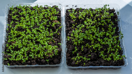 Lettuce grows on the windowsill. Organic plant growing-image