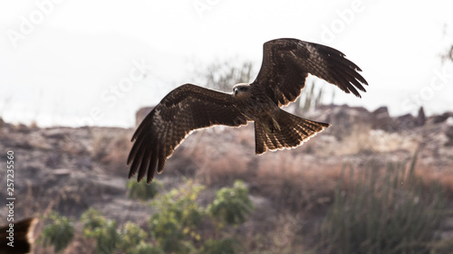 eagle flight © gowardhan