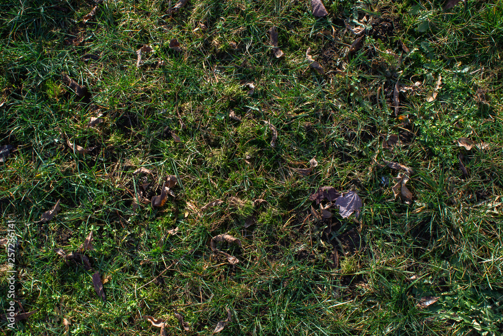 Grass Texture