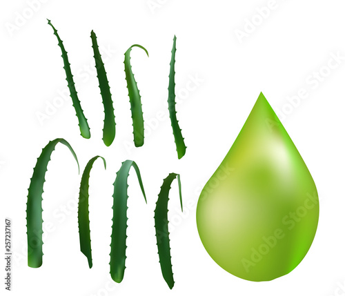 Aloe vera medicinal plant leaves cuttings and juice drops elements collection