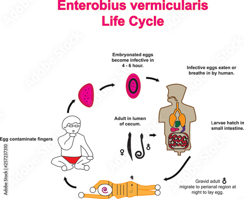 Enterobius photo