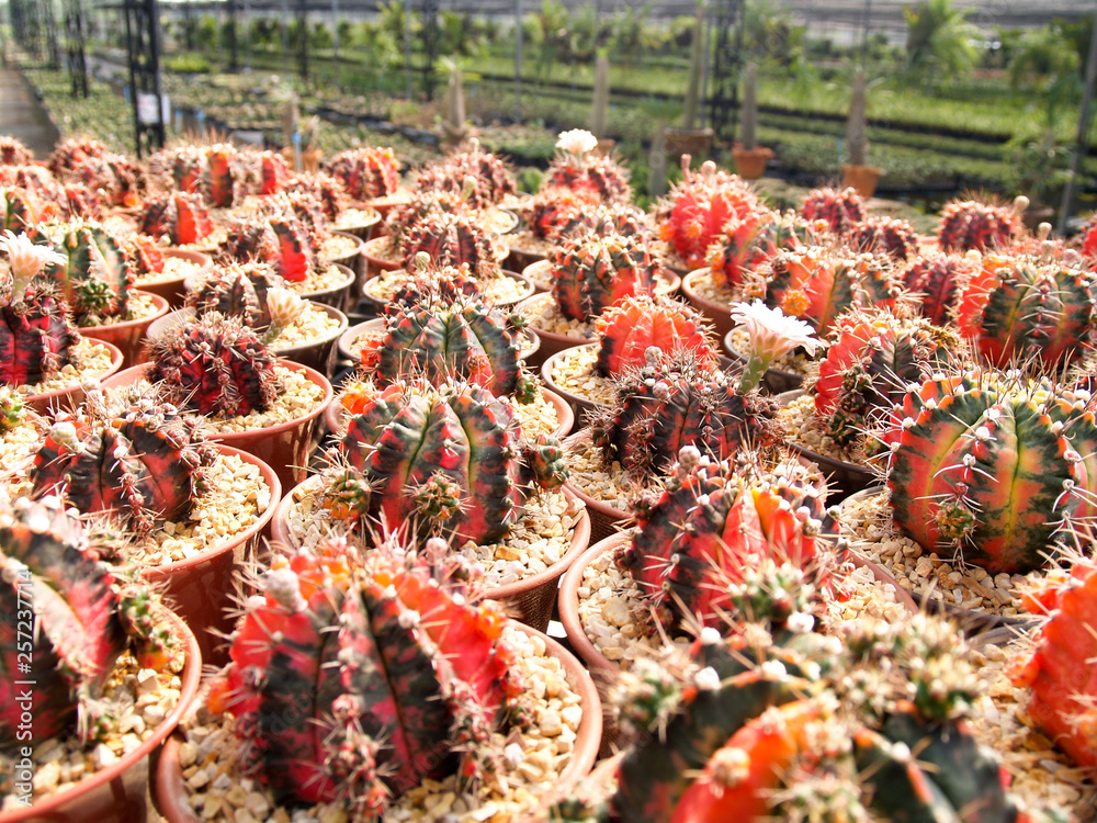 Obraz premium cactus in the garden