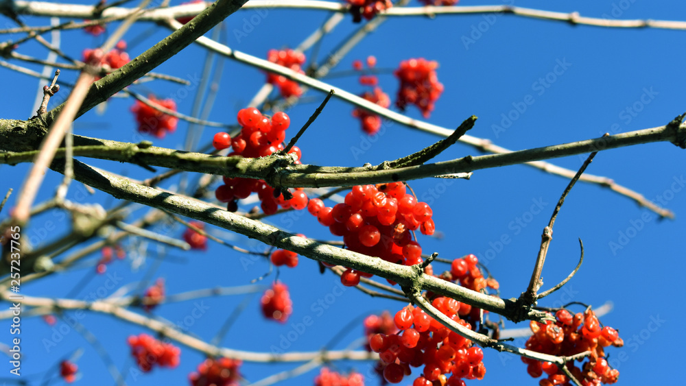 red berries of viburnum on branch red berries of viburnum on branch