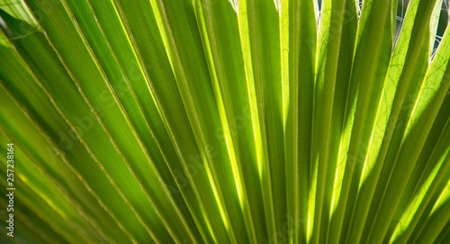 Texture of bright green tropical leaves. Summer vegetative background. Natural summer and spring background. Copy space.