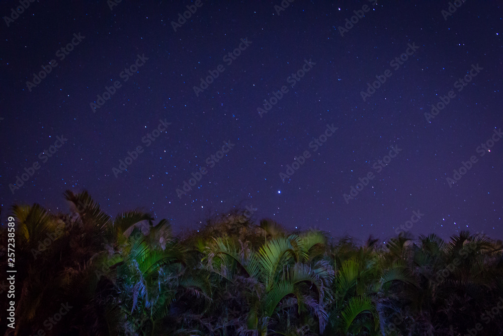 A Blue Starry Night Sky in Hawaii - Above a Row of Palm Trees
