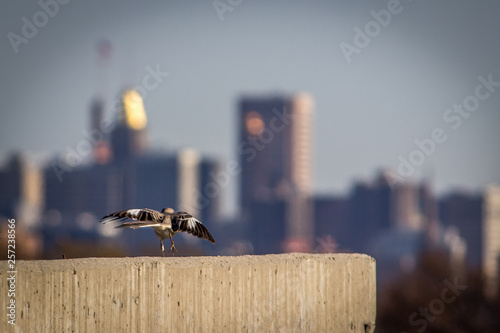 Tablou pe pânză Close-Up Shot of a Bird as it Prepares to Fly Off of a Ledge - with A City Skyli