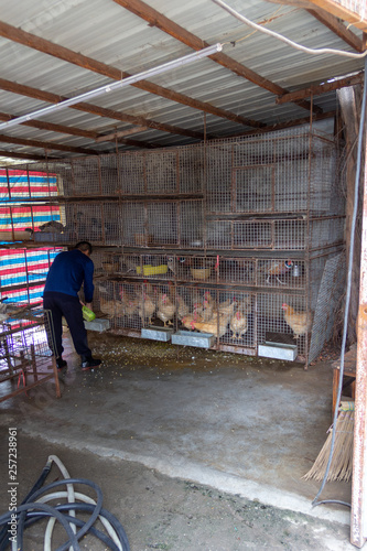 worker feeding the chickens © Daryl