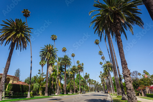 Typical palms along the street in Beverly Hills © nata_rass