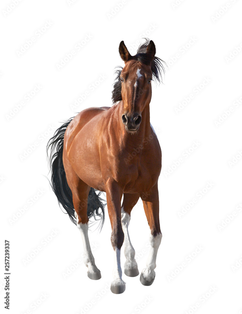 Fototapeta premium Red horse isolated on white background