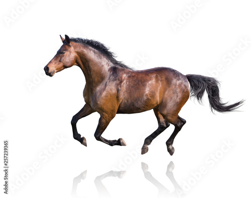 Brown horse runs isolated on white background