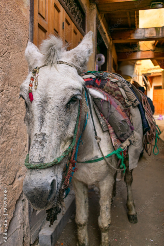 Closeup of a Horse Carrying Material in the Medina of Fez Morocco