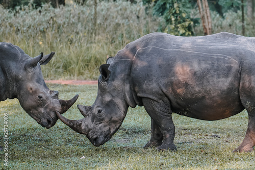 Fight Rhino in Ziwa Park