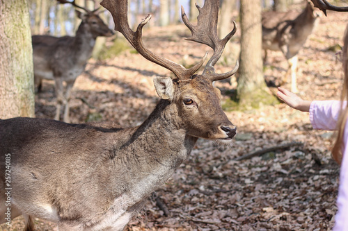 Fototapeta Naklejka Na Ścianę i Meble -  European Fallow Deer in the forest