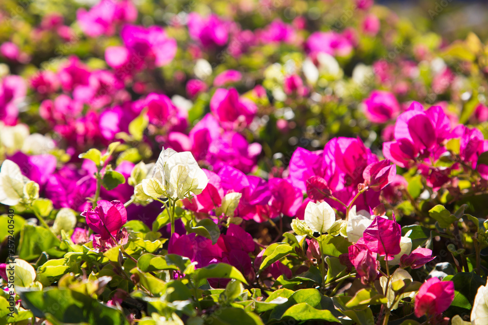 Bright flowers. Summer and spring background. Multicolored flowers in the sunlight.